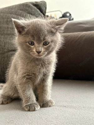 Wunderschönes graues Kitten sucht liebevolles Zuhause     