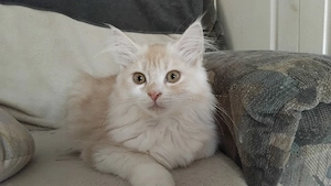 Maine Coon - Norweger Kätzchen, Kitten , Babys