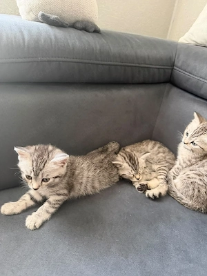 3 babys europäischen kurzhaarkatze 