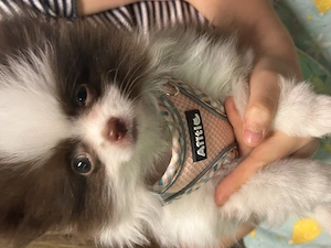 Hübsche Pomeranian Zwergspitz Welpen Auszug bereit 