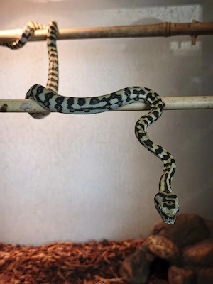 Dschungel-Teppichpython (Morelia spilota cheynei) 1.0 Männchen (NZ 08 2025) inkl. Komplett-Terrarium