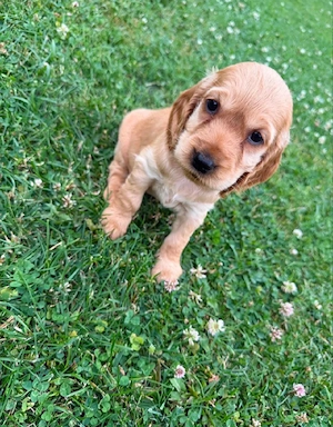 Cocker Spaniel Welpen