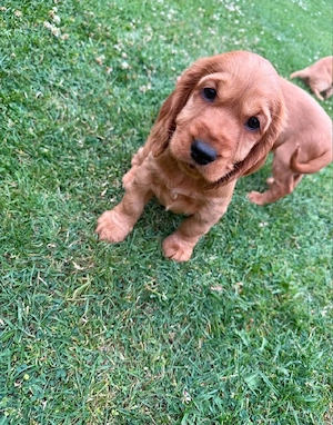 Cocker Spaniel Welpen