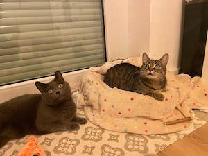 Liebe Katzenladys