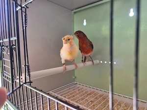 Kanarienvogel