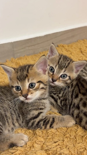 Kitten suchen ein liebevolles Zuhause
