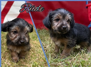 yorkshire terrier welpen 