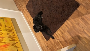Scheltidoodle, 11 Monate alt 