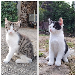 Kater und Katze zu verschenken 