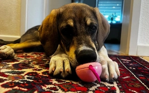 Zuhause gesucht für Peach