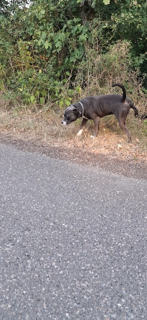 American Bully  Bild 2