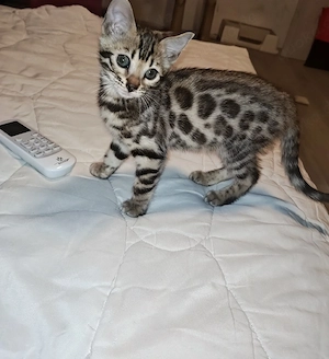 katze bengal (Madchen)