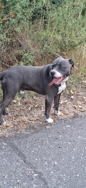 American Bully  Bild 3