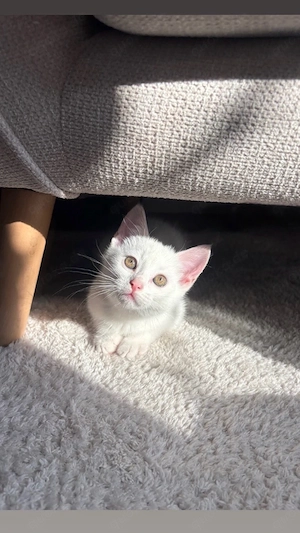 weisse baby katze zu verkaufen