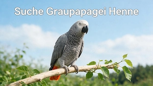 Suche: Ältere Graupapagei Henne 