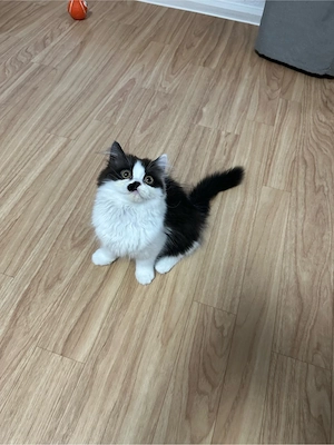 Kitten sucht neues zuhause