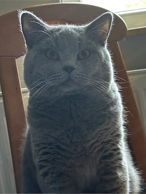 BKH Deckkater der Kater Nicht zum Verkauf