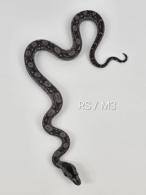 Boa Sigma Tarahumara Russo   Stöckl