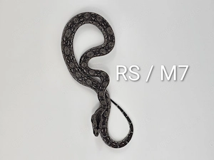Boa Sigma Tarahumara Russo   Stöckl