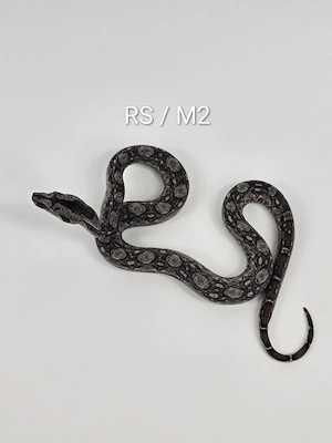 Boa Sigma Tarahumara Russo   Stöckl