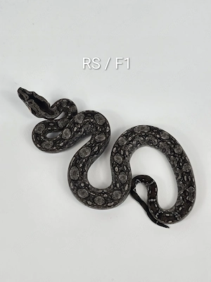 Boa Sigma Tarahumara Russo   Stöckl