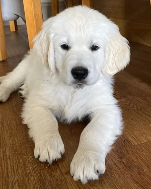 Wunderschöner 14 Wochen alter Golden Retriever Rüde sucht liebevolles Zuhause