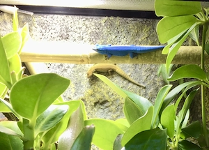 Lygodactylus Williamsi 1.1 (Zuchtpaar) DNZ