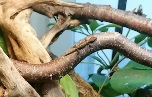 Jungferngeckos