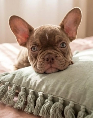 Französische Bulldogge 