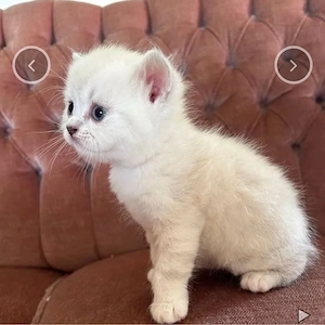 BKH Kitten kätzchen 