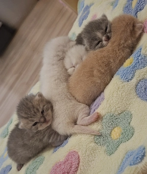 BKH Kitten 