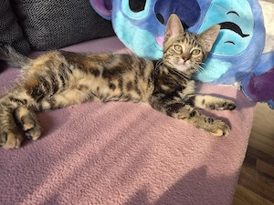 Maine Coon Mix Kitten 