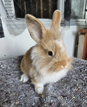 Kaninchen mix