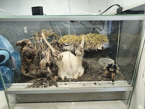 Vogelspinne Brachypelma emilia 