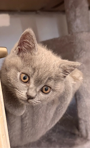 Britisch Kurzhaar (BKH) Kitten in Blue  