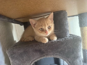 Bkh Kitten