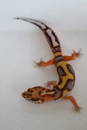 Leopardgeckos aus Übernahme