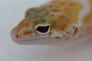 Leopardgeckos aus Übernahme