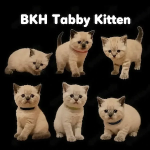 BKH-Tabby-Kitten suchen ab dem 30.08.2026 ein liebevolles Zuhause
