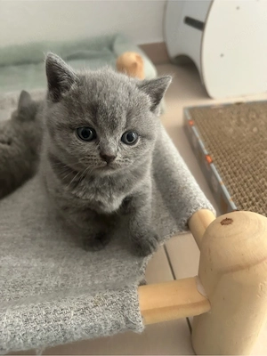 bkh kitten 