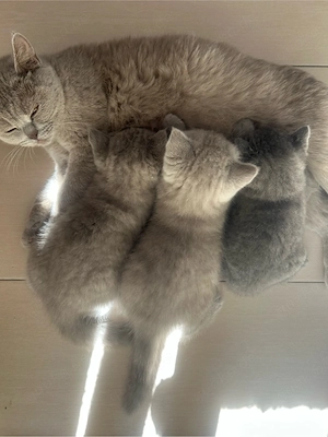 bkh kitten 6wochen 
