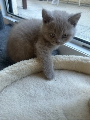 bkh kitten 6wochen 