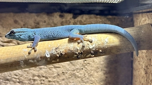 Lygodactylus Williamsi 4.0 DNZ