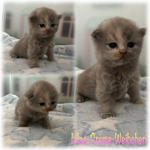 BKH Kitten   Blue & Lilac   suchen ihr zuhause