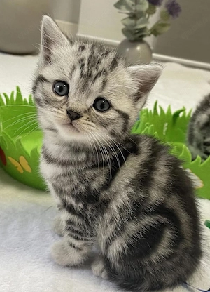 Bkh Kitten suchen ein Zuhause 