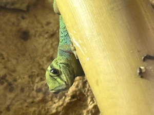 Lygodactylus Williamsi 0.1 DNZ