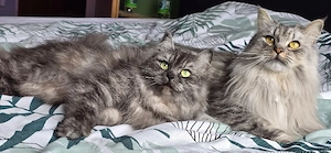 3 Schmusekatzen in liebevolle Hände abzugeben