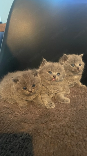 BKH mit 3 Kitten 