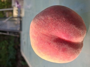 Suche  geile Hilfe im Garten arten