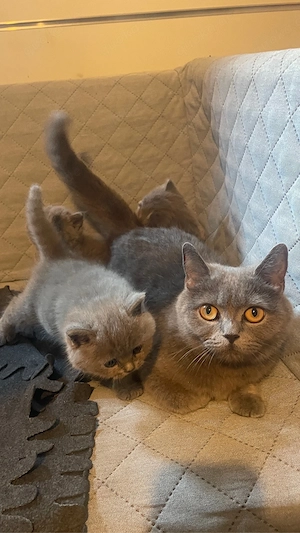 Bkh katze mit 3 Kitten 